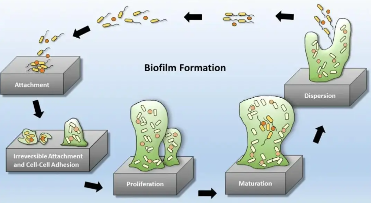 純化水系統(tǒng)生物膜的形成機(jī)制、檢測(cè)方法與去除